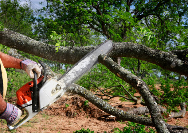 Best Emergency Tree Removal  in Jewett City, CT